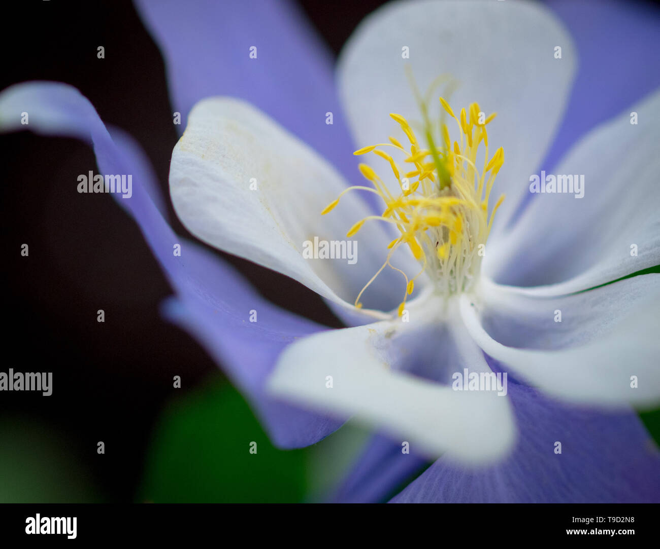 Aquilegia ancolie Bluebird Songbird. Banque D'Images