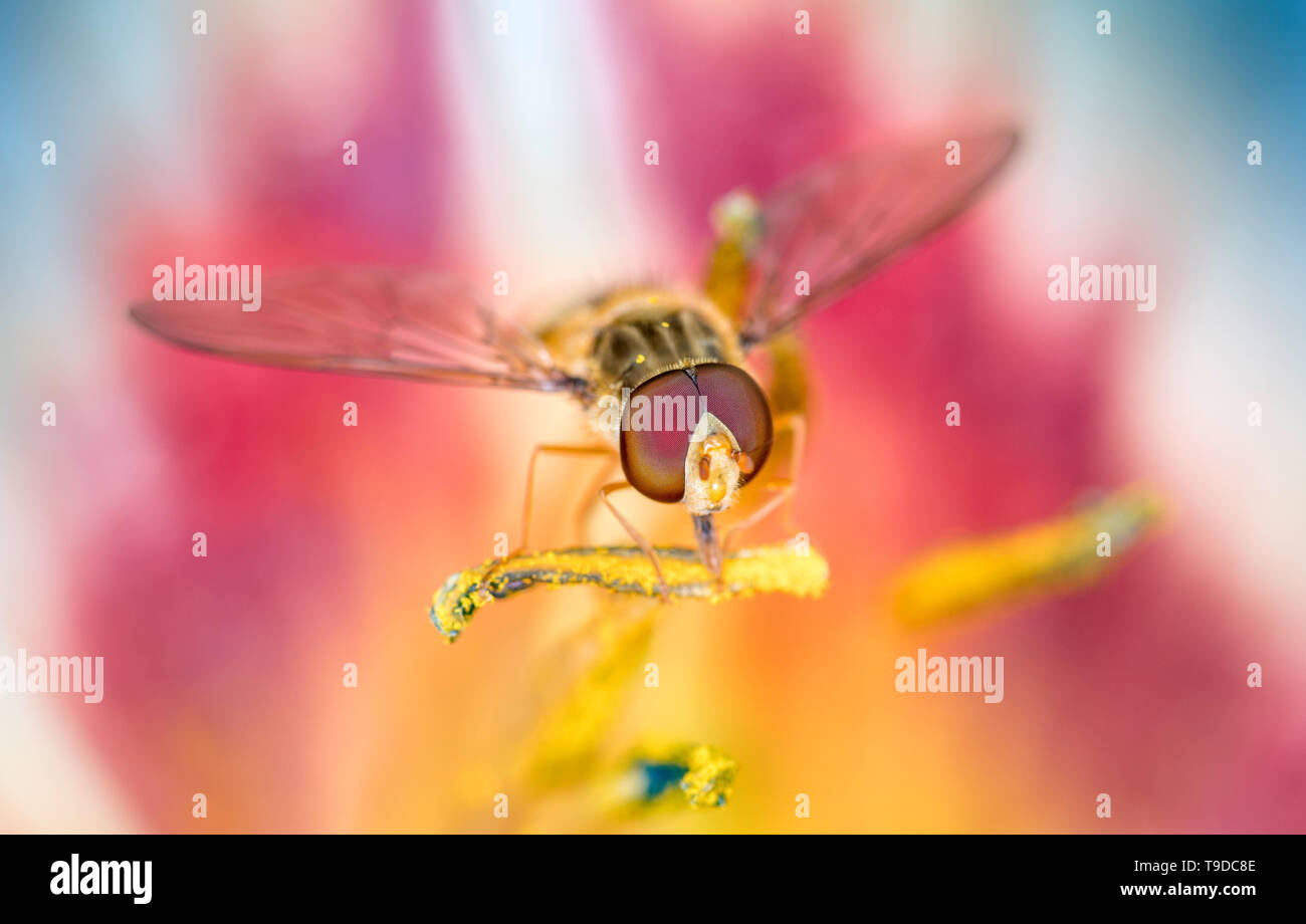 - Episyrphus balteatus hoverfly marmelade dans un lis du jour, fleurs hémérocalles Banque D'Images