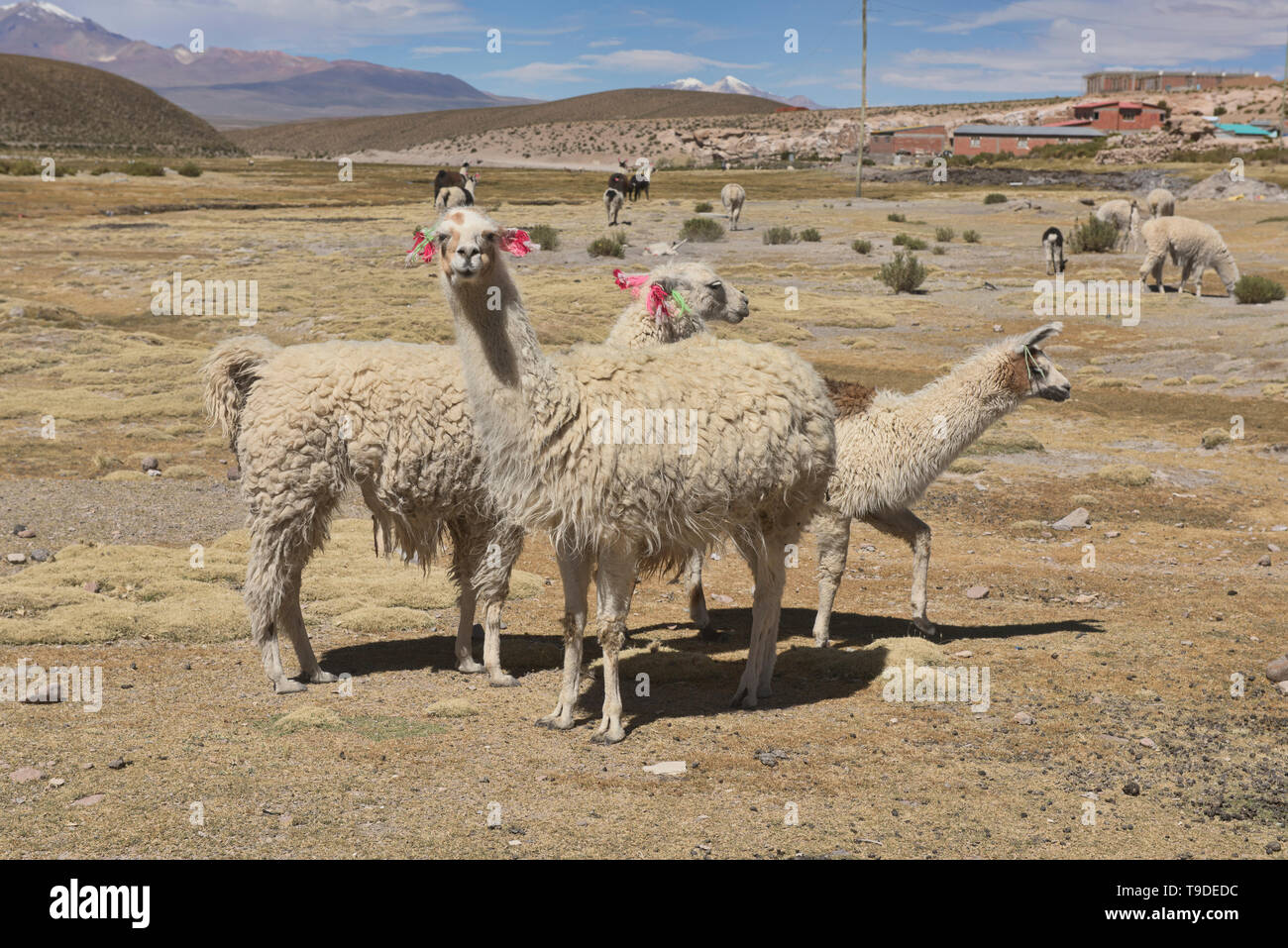 Les lamas sur l'altiplano, Salar de Uyuni, Bolivie Banque D'Images