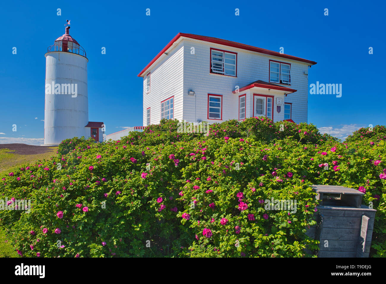 Le phare sur l'île de l'Isle-Verte dans le Saint-Laurent avec roses sauvages dans le premier plan, l'Isle-Verte Québec Canada Banque D'Images