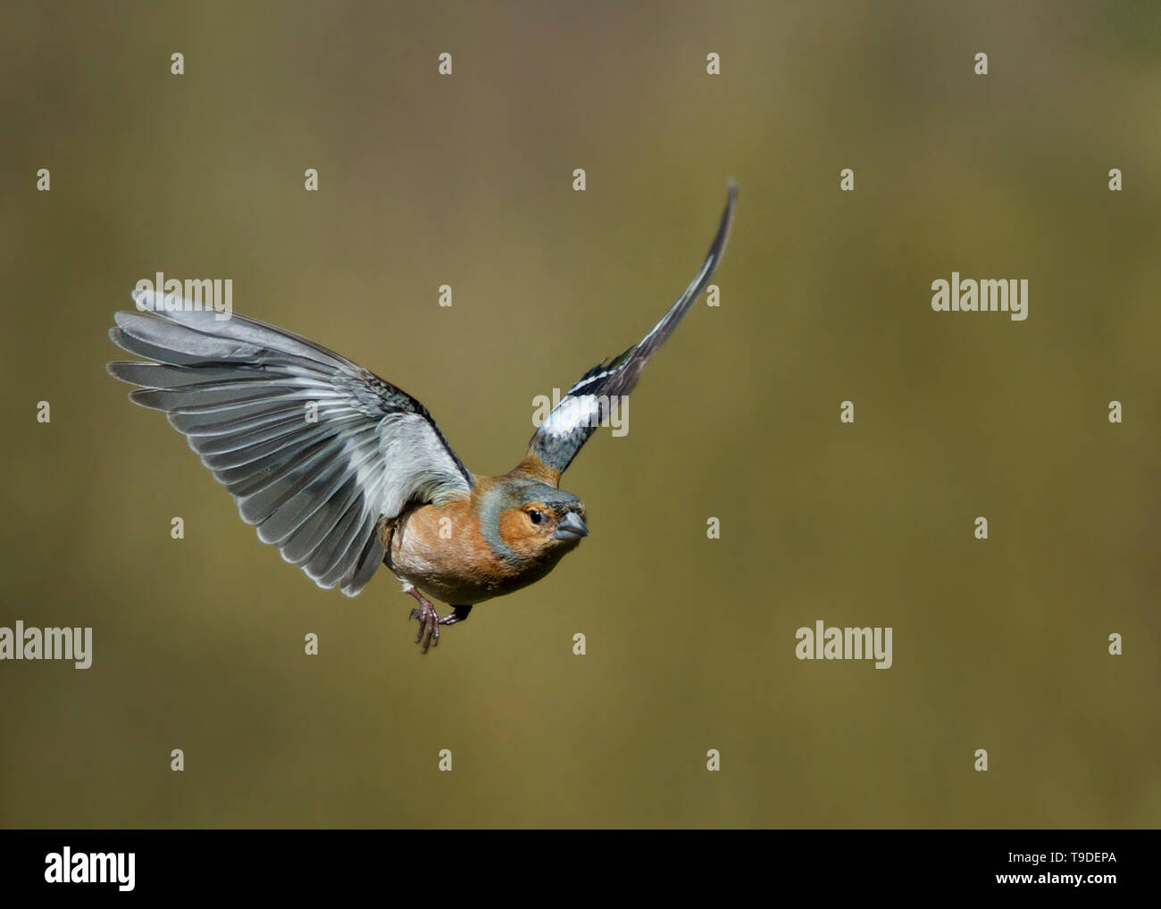 Chaffinch mâle en vol, Dumfries, Ecosse Banque D'Images