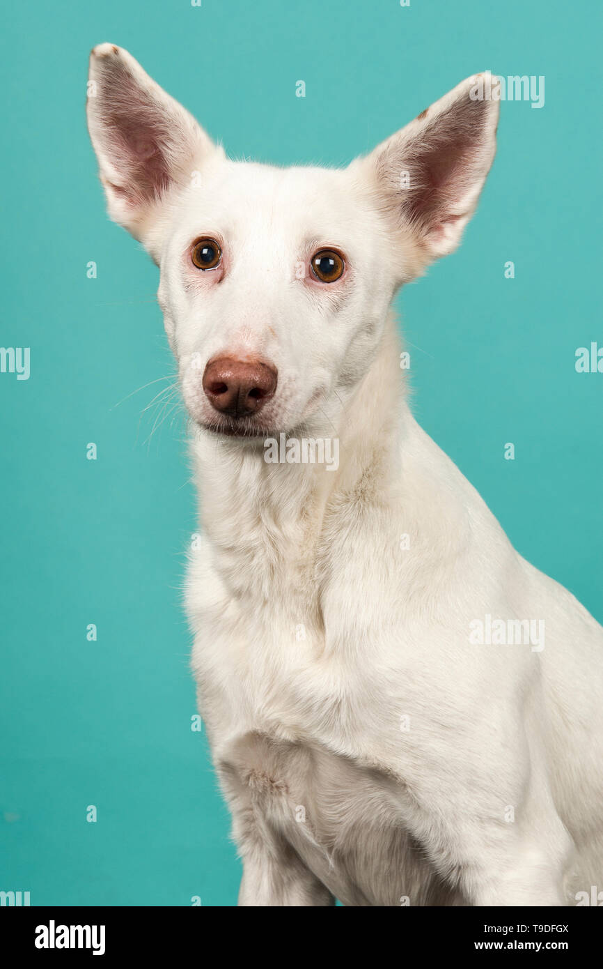 Portrait d'un podenco blanc chien mixtes sur un fond bleu turquoise Banque D'Images