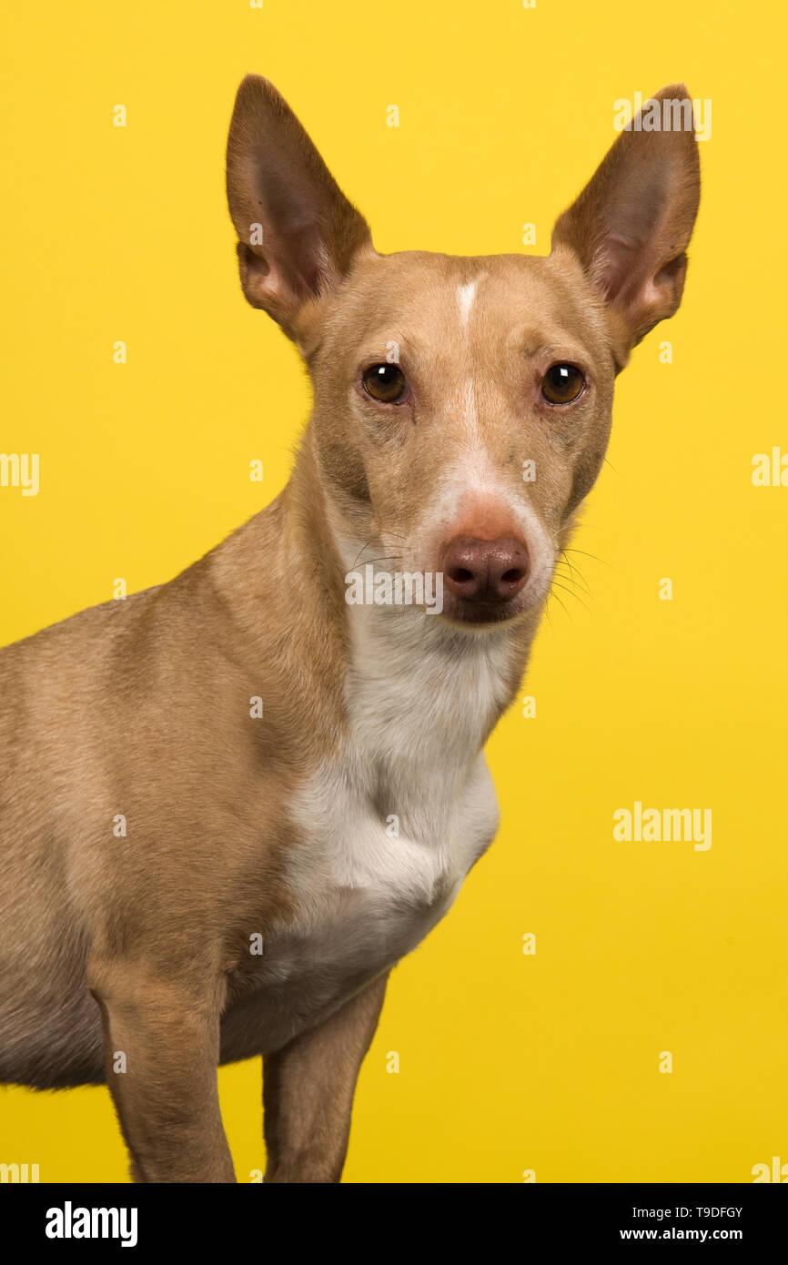 Portrait d'un podenco maneto regardant la caméra avec les oreilles sur un fond jaune Banque D'Images