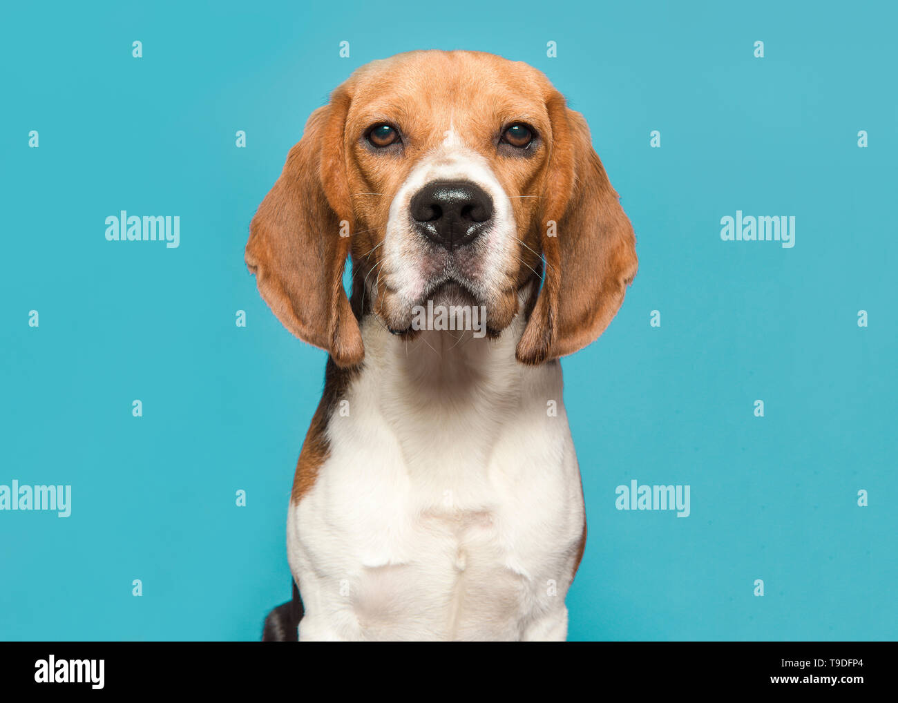 Portrait d'un beagle regardant la caméra sur un fond bleu dans une image horizontale Banque D'Images