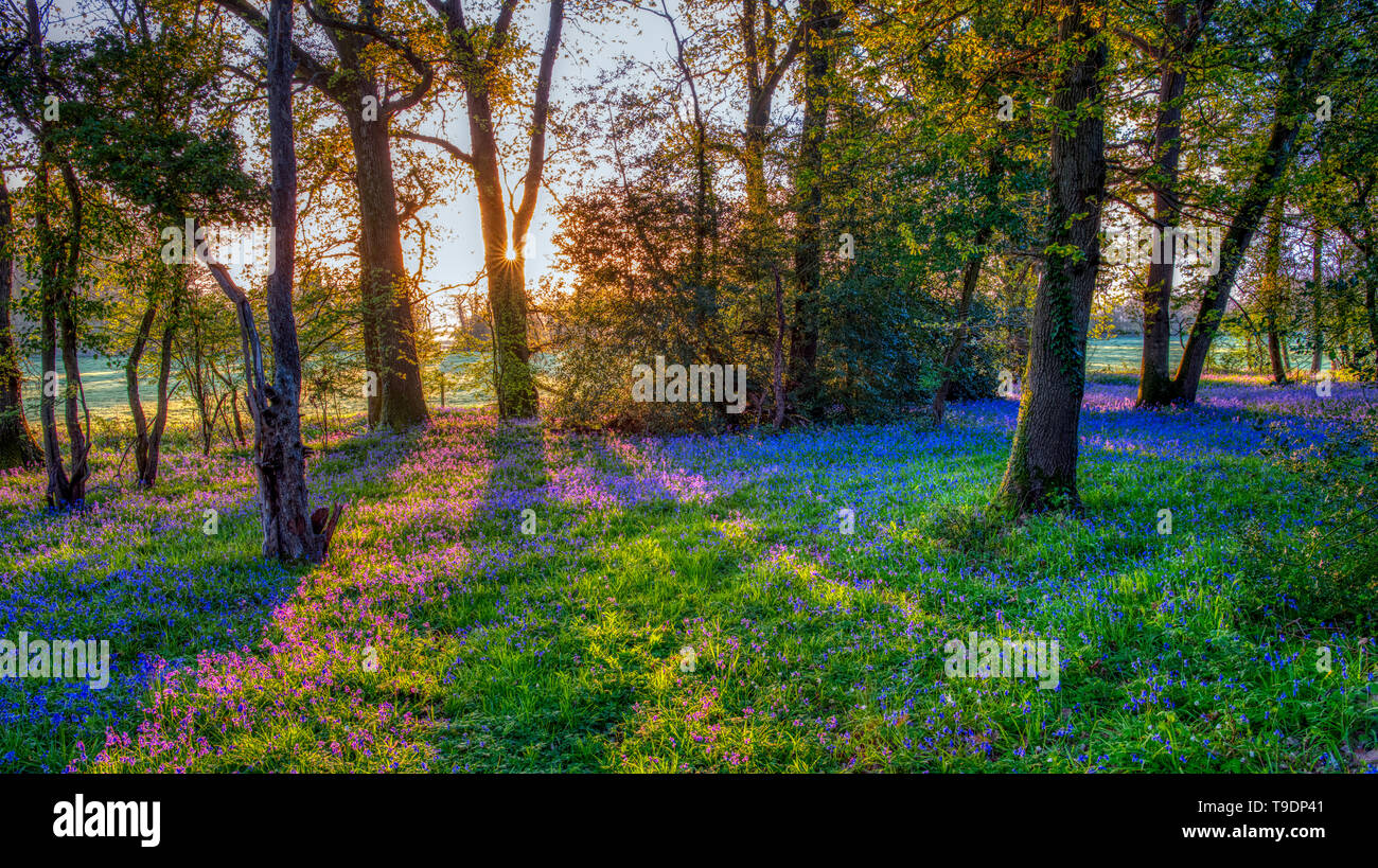 Hambledon, UK - 30 mars 2019 : le lever du soleil dans un bois près de bluebell Hambledon dans le Hampshire, au Royaume-Uni Banque D'Images