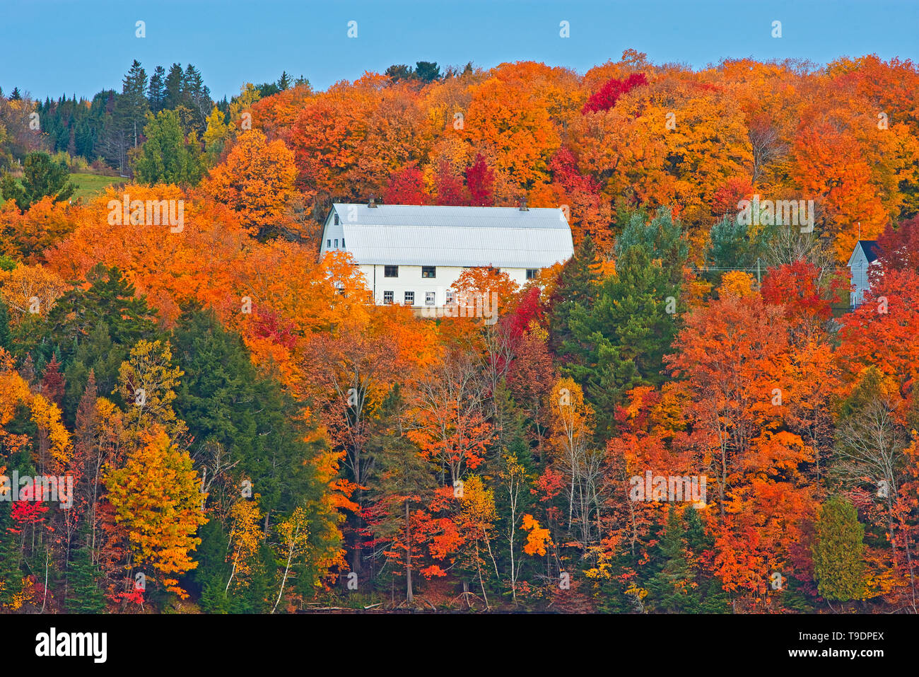 Grange et la forêt acadienne à l'automne feuillage, collines, Mactaquac, Nouveau-Brunswick, Canada Banque D'Images