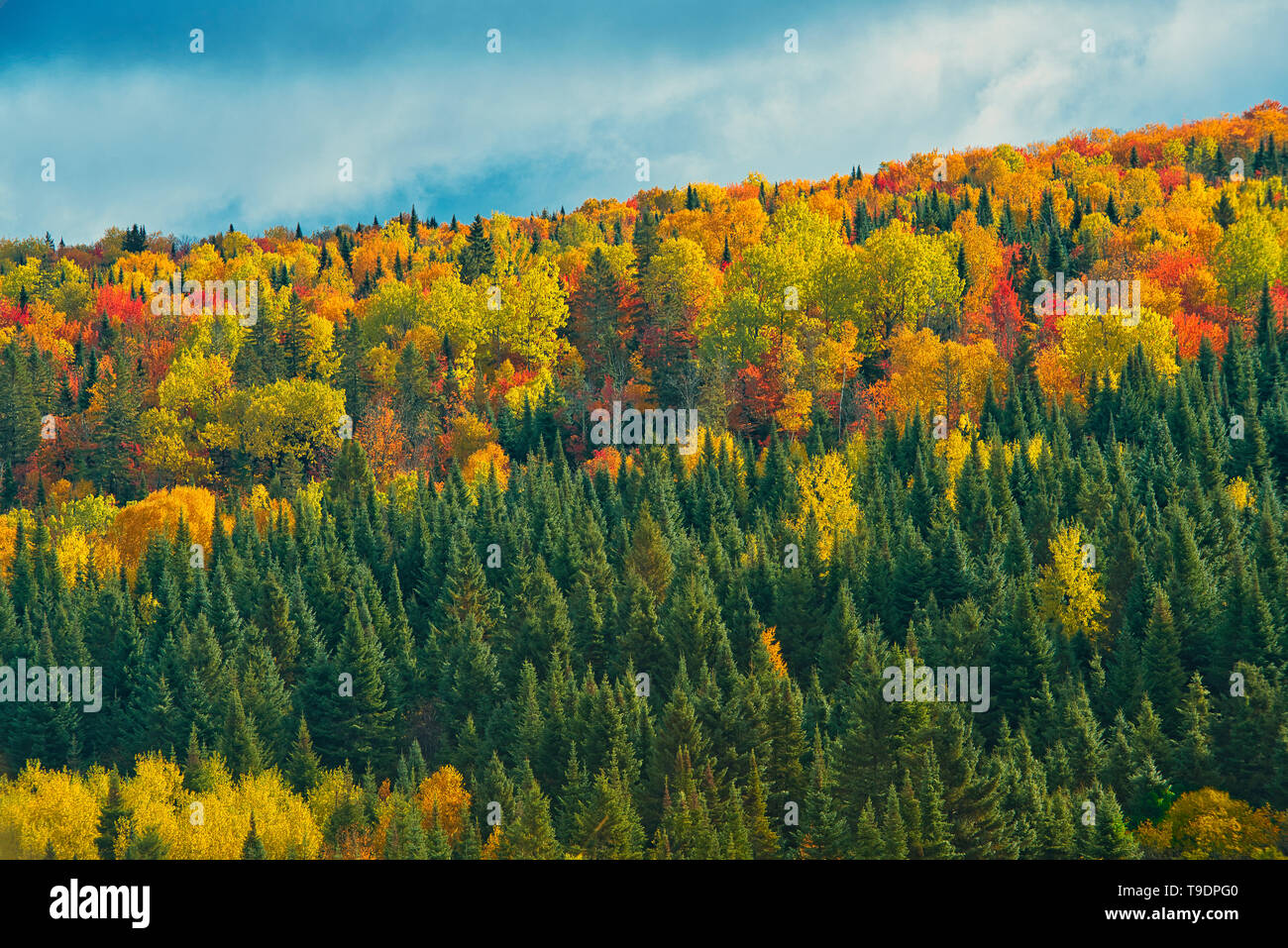 La forêt acadienne, à l'automne feuillage. Près de Edmunston. Le comté de Madawaska, Rolling hills. Saint-Joseph Nouveau-Brunswick Canada Banque D'Images