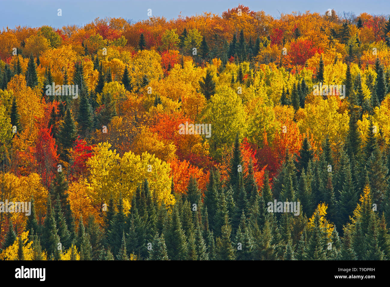 La forêt acadienne, à l'automne feuillage. Près de Edmunston. Le comté de Madawaska, Rolling hills. Saint-Joseph Nouveau-Brunswick Canada Banque D'Images