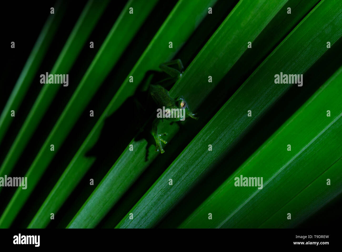 Grenouille de verre émeraude photographié sur une feuille d'un palmier dans la nuit Banque D'Images