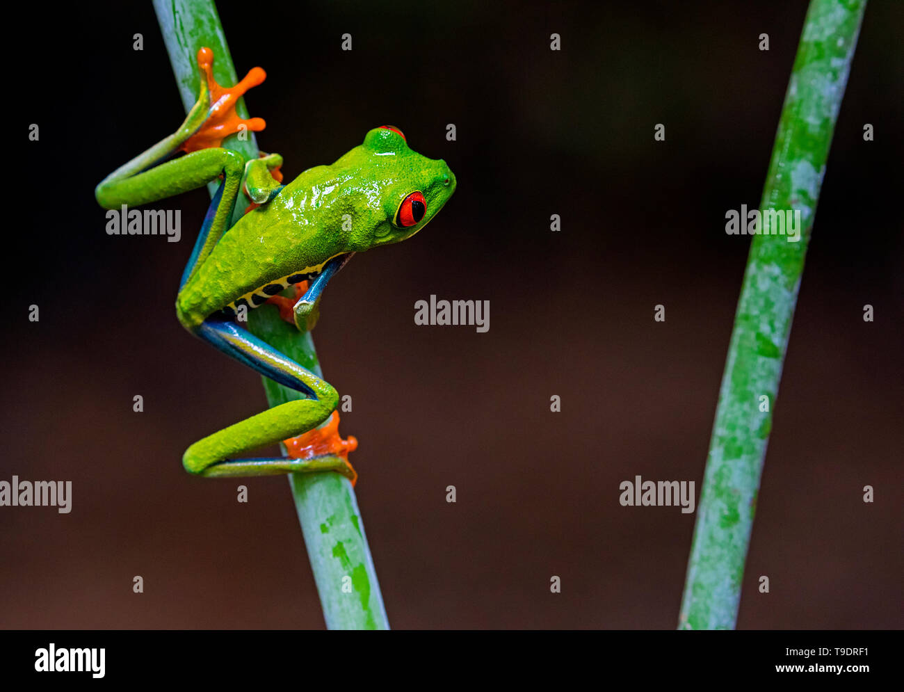 Red-eyed Tree Frog à propos de sauter Banque D'Images
