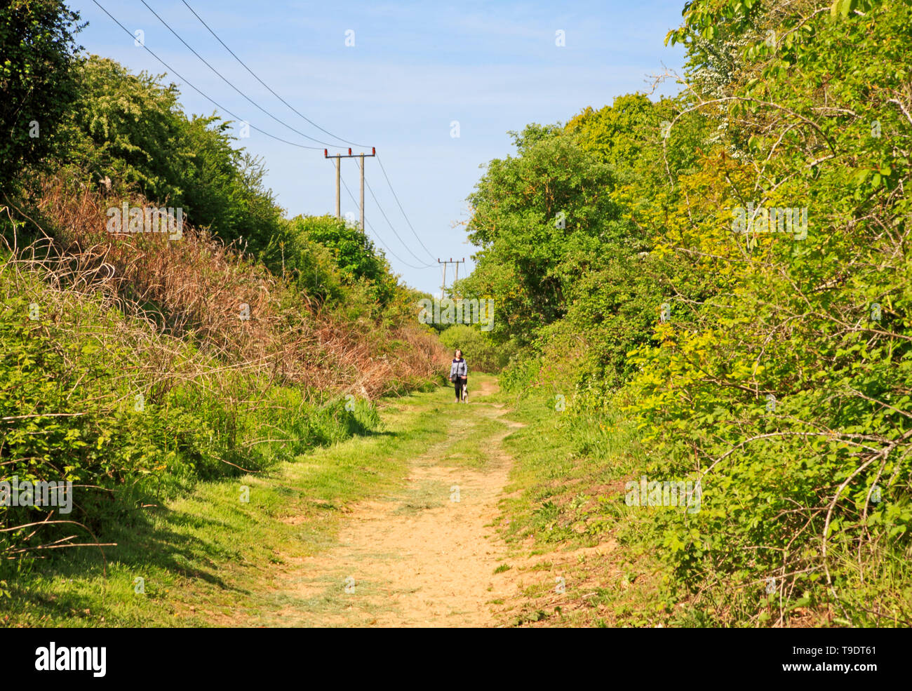 Une dame chien marcher sur le sentier de grande manière de tisserands dans la campagne du Norfolk à Felmingham, Norfolk, Angleterre, Royaume-Uni, Europe. Banque D'Images