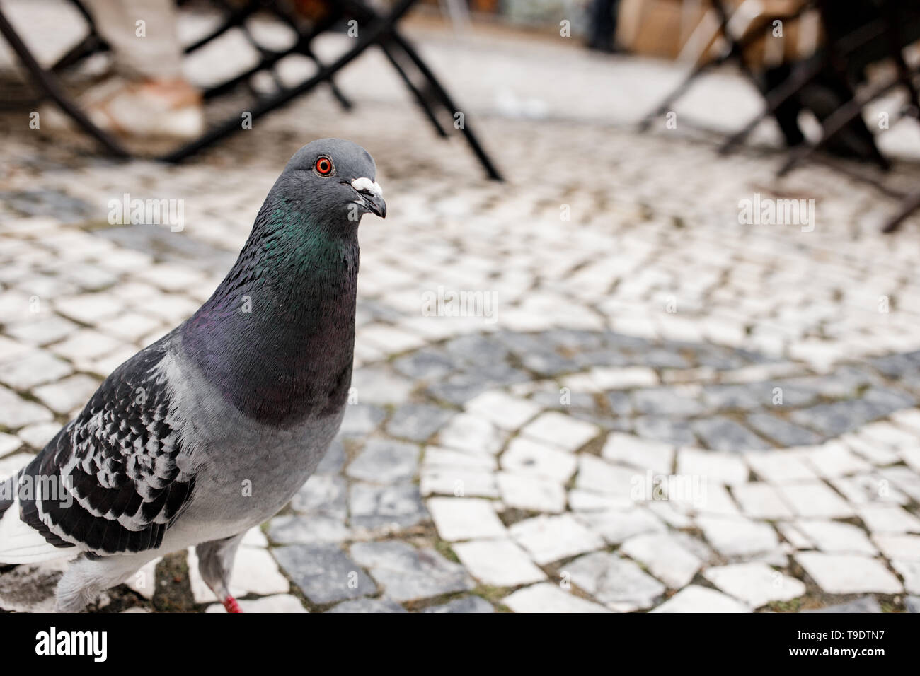 Pigeon à la recherche dans le cadre est proche. Portrait d'un beau pigeon gris coloré lumineux avec le cou et les yeux orange. Closeup portrait. L'espace pour tex Banque D'Images