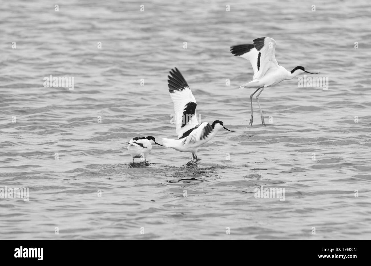 Avocettes (Recurvirostra avosetta) Banque D'Images