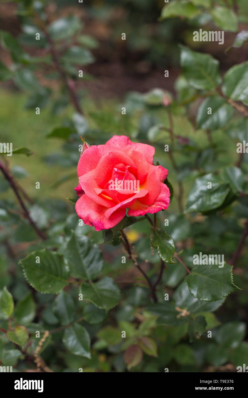 Jiminy Cricket floribunda rose à l'Owen Rose Garden à Eugene, Oregon, USA. Banque D'Images