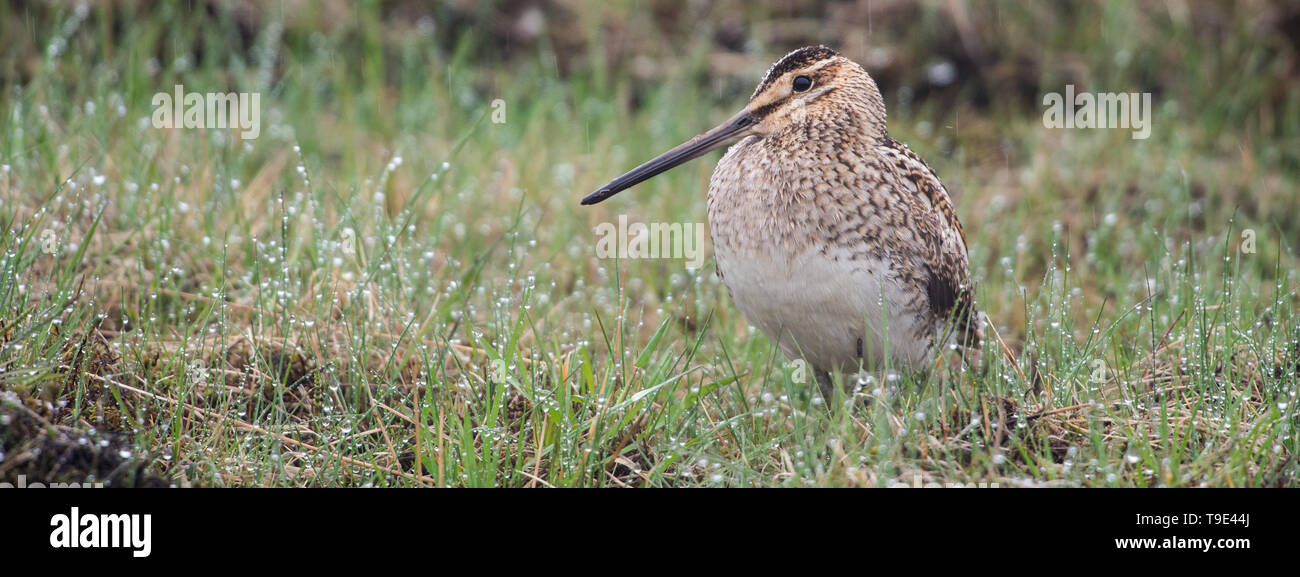 Belle la bécassine des marais (Gallinago gallinago) dans la pluie islandaise. Les Bécassines des marais (Gallinago gallinago) est un petit oiseau trapu, originaire de l'ol Banque D'Images