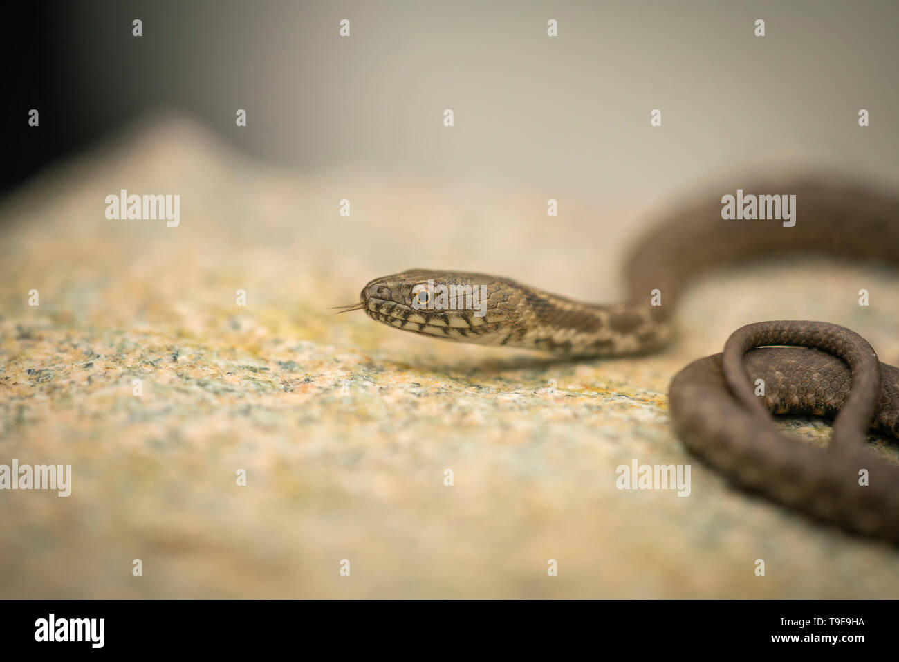 Dice snake, Natrix paver, gorge de Kresna Bulgarie Banque D'Images