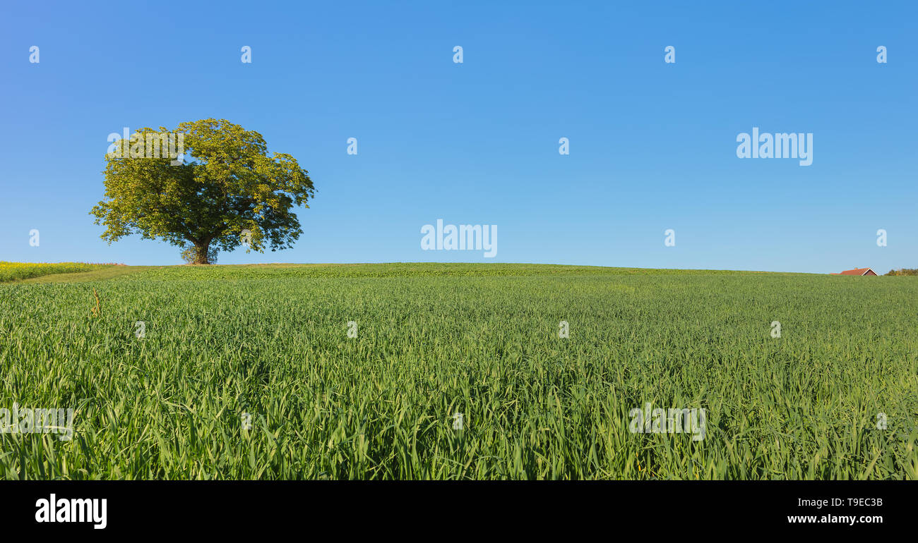 Vue sur la campagne en Suisse. La photo a été prise près du village de Marthalen, dans le canton suisse de Zurich à la fin de septembre. Banque D'Images