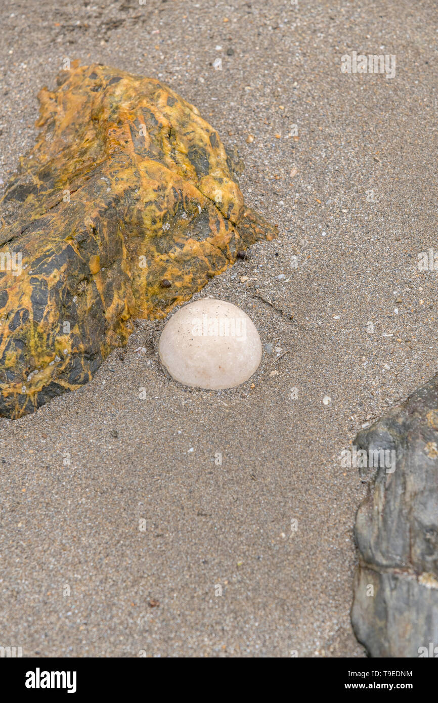 Chien fetch balle coincé dans le sable de la plage. Métaphore quelque chose de perdu, quelque chose qui manque, l'absence de balle, jouets pour chiens, des jouets pour animaux, et 'Jouer'. Banque D'Images