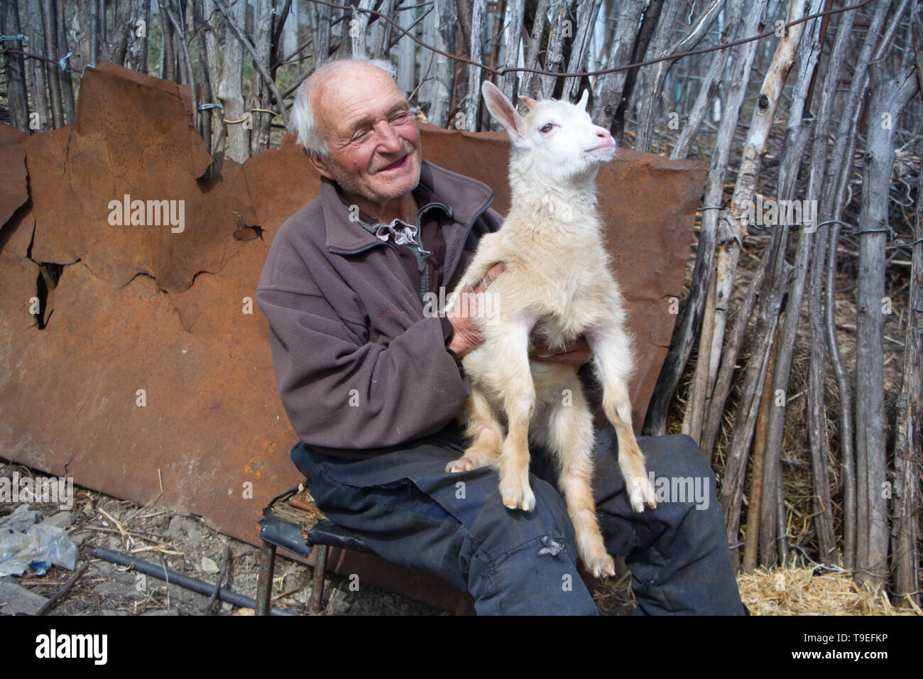 Un très vieil homme en vêtements en désordre est assise sur un tabouret  dans la cour d'une ancienne ferme et tenant une chèvre blanche sur ses  mains, la vie sur une vieille