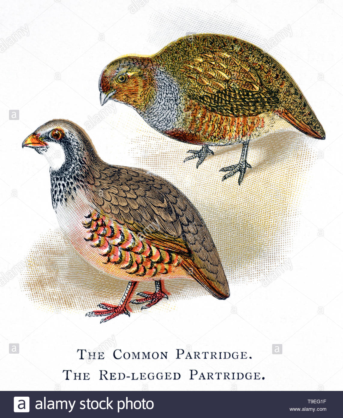 La perdrix grise (Perdix perdix) et l'Red-Legged Partridge (Alectoris rufa), publié en 1898 illustration vintage Banque D'Images