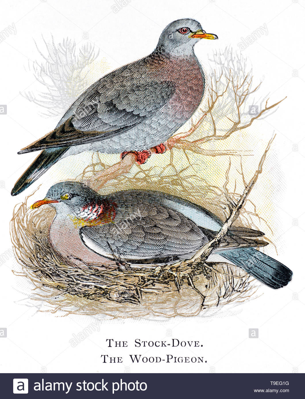 Pigeon colombin (Columba oenas) et ramier (Columba palumbus), publié en 1898 illustration vintage Banque D'Images