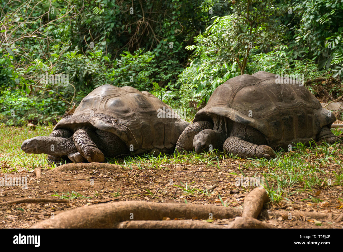 Une paire de tortue géante d'Aldabra (Aldabrachelys gigantea) en quête de nourriture Banque D'Images