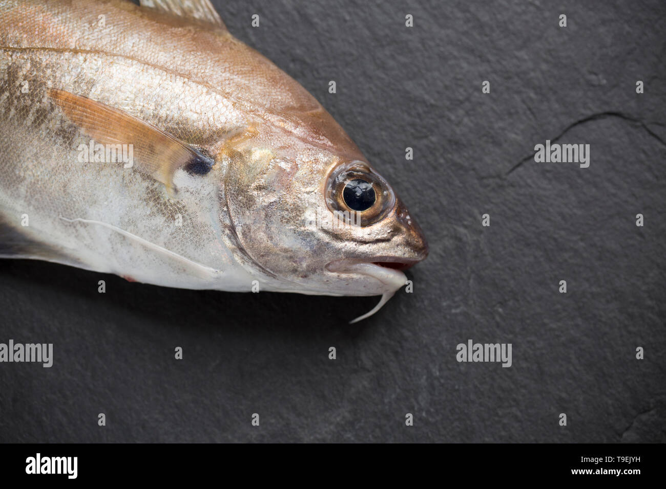 Un cru, non cuit, Tacaud Trisopterus luscus,qui a été pris sur la tige et la conduite d'un bateau de pêche dans la Manche. La moue ne sont généralement pas eate Banque D'Images