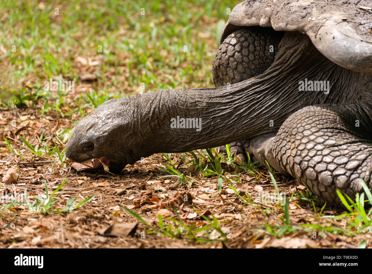 Tortue géante d'Aldabra (Aldabrachelys gigantea) mange de l'herbe Banque D'Images
