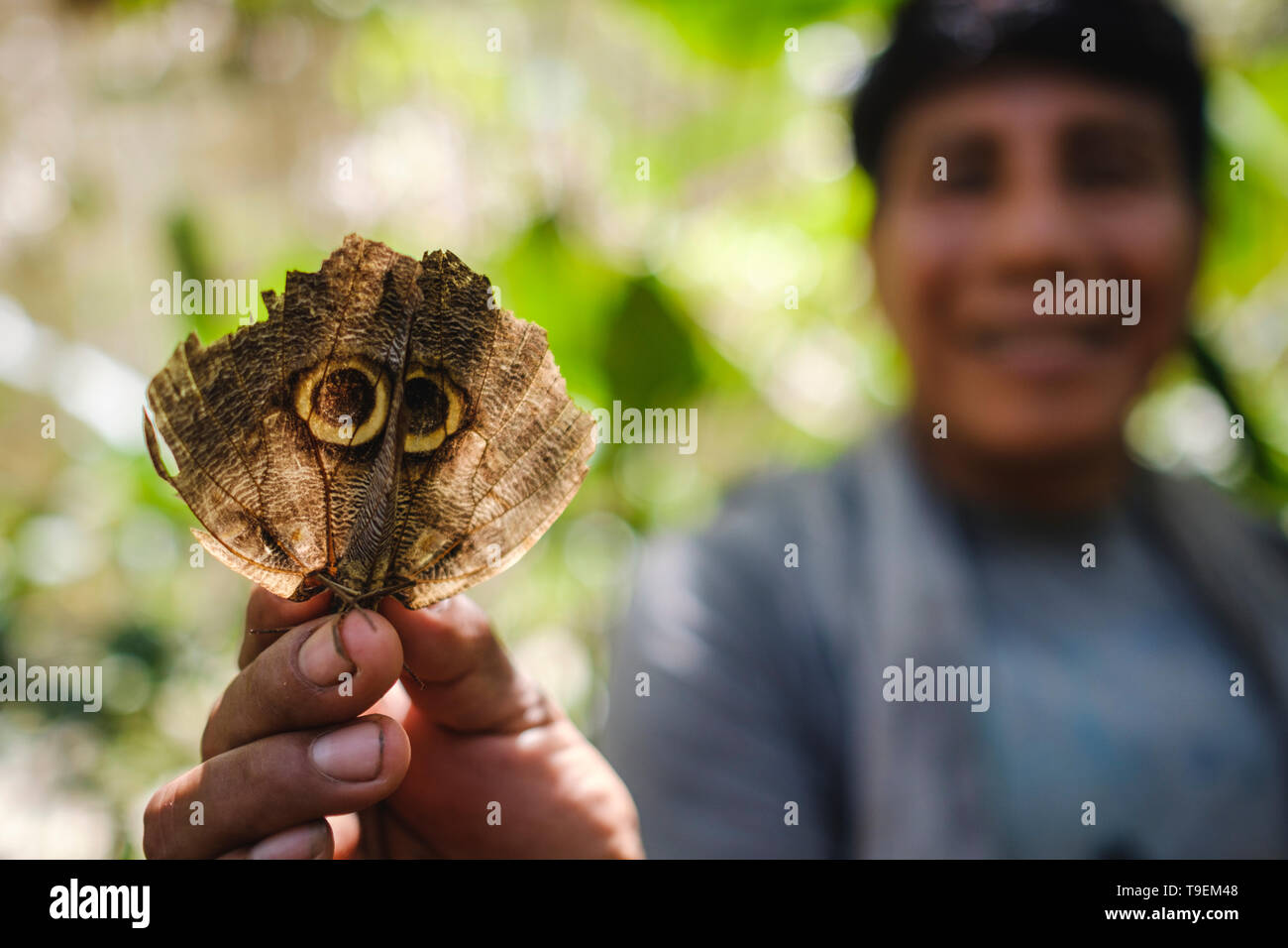 Les ailes de papillon qui ressemblent à un animal sauvage pour se protéger face au Mariposario Pilpintuwasi, Amazonie péruvienne, département de Loreto, Iquitos, Pérou Banque D'Images