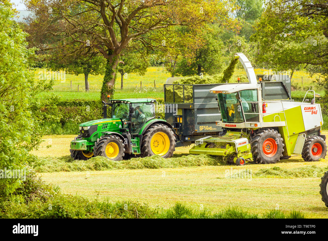 Agriculteur de la conduite du tracteur et de la remorque le long d'une ensileuse coupé de l'herbe pour l'ensilage dans Cheshire England UK Terres agricoles Banque D'Images