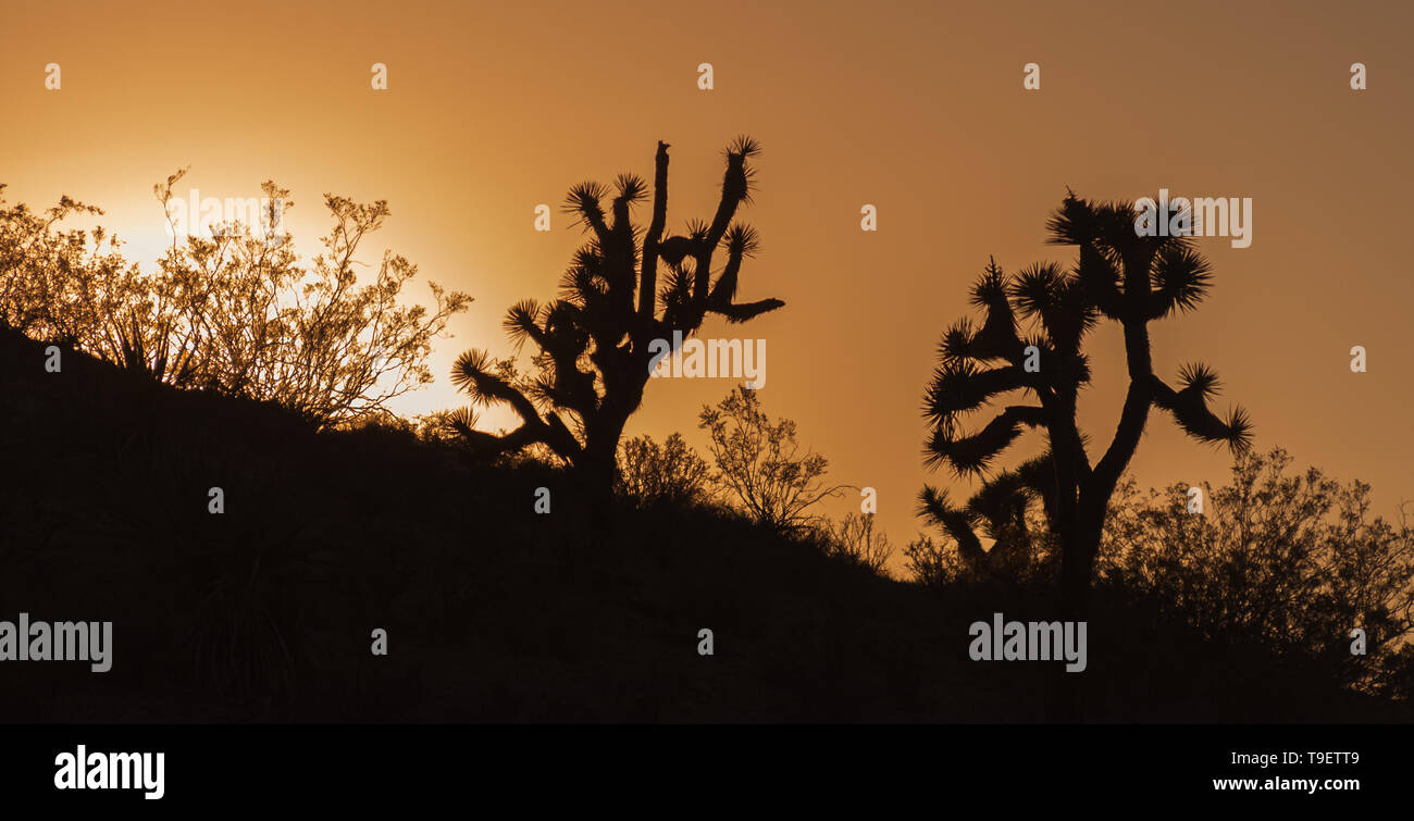 Magnifique coucher de soleil paysage avec Joshua Trees silhouette, Yucca brevifolia, Arizona, USA. Banque D'Images