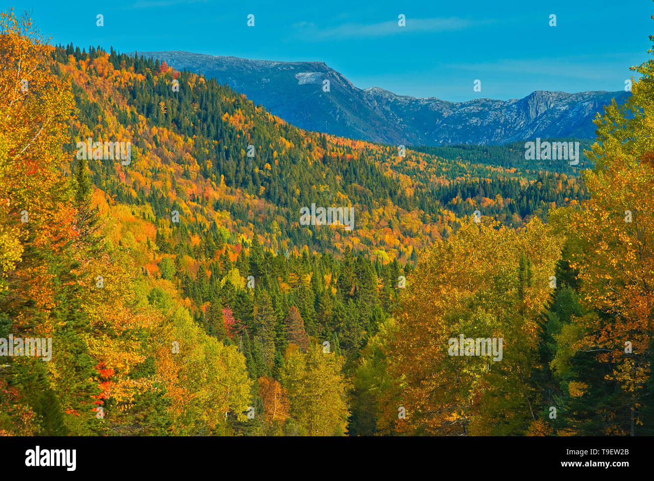 Couleurs d'automne dans les monts Chic-Choc, une chaîne de montagnes qui s'inscrit dans les monts Notre-Dame, qui est une continuation de la chaîne des Appalaches. Il s'agit d'un parc provincial, pas un vrai parc fédéral. Le parc national de la Gaspésie Québec Canada Banque D'Images