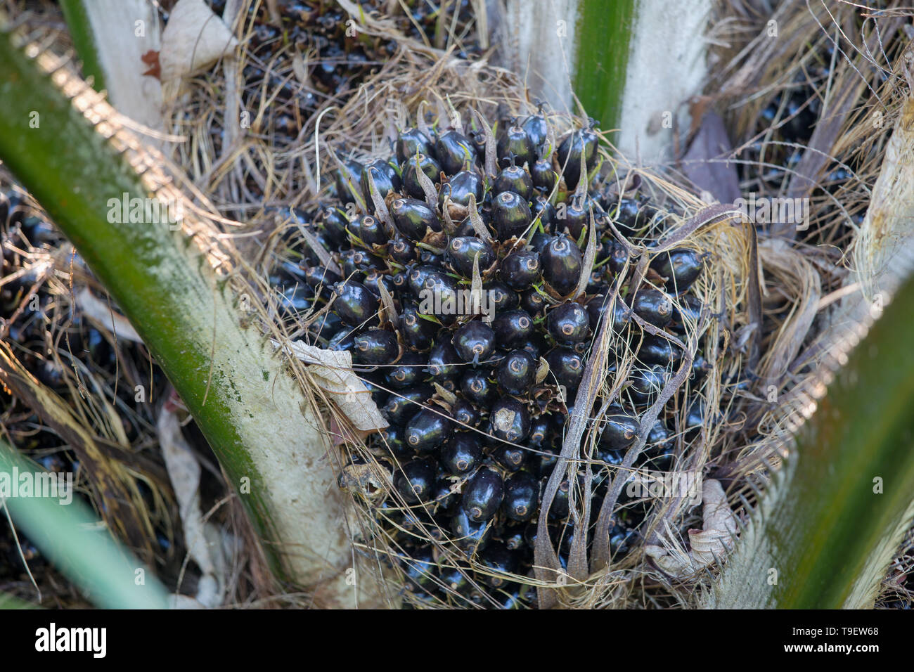 Close up of fruit vert palm oil in Sabah Malaisie Banque D'Images