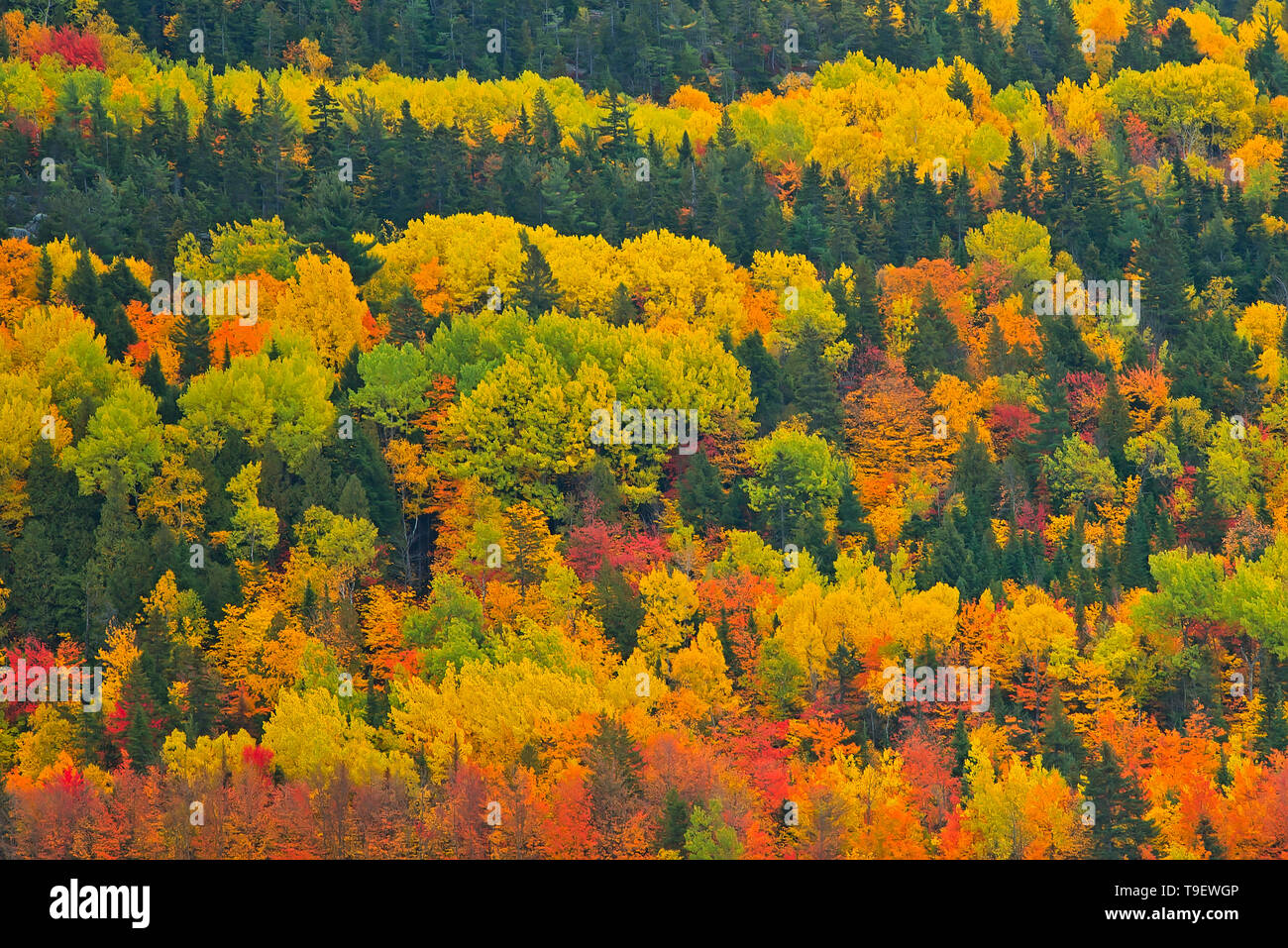 Couleurs d'automne de la forêt mixte dans les Monts Notre-Dame (Appalaches). Grands Lacs - Fleuve Saint-Laurent région forestière. Saint-Pacôme Québec Canada Banque D'Images