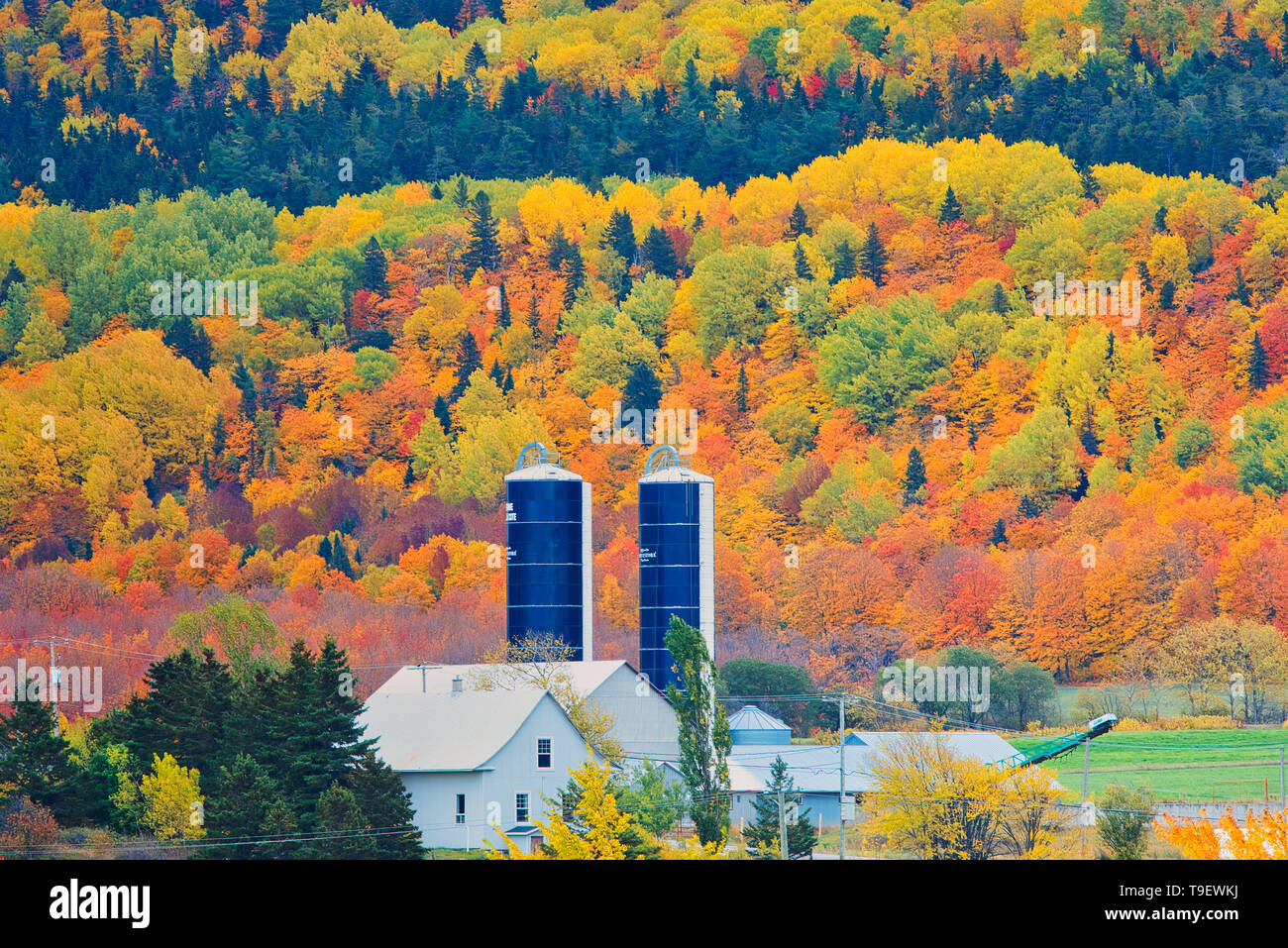 Ferme et couleurs d'automne de la forêt mixte dans les Monts Notre-Dame (Appalaches). Grands Lacs - Fleuve Saint-Laurent région forestière. Saint-Pacôme Québec Canada Banque D'Images