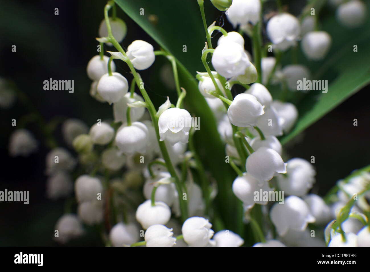 Muguet, Convallaria majalis, macro shot du blanc de printemps fleur cloches parmi les feuilles vertes, carte de souhaits pour la Fête des mères avec l'exemplaire Banque D'Images