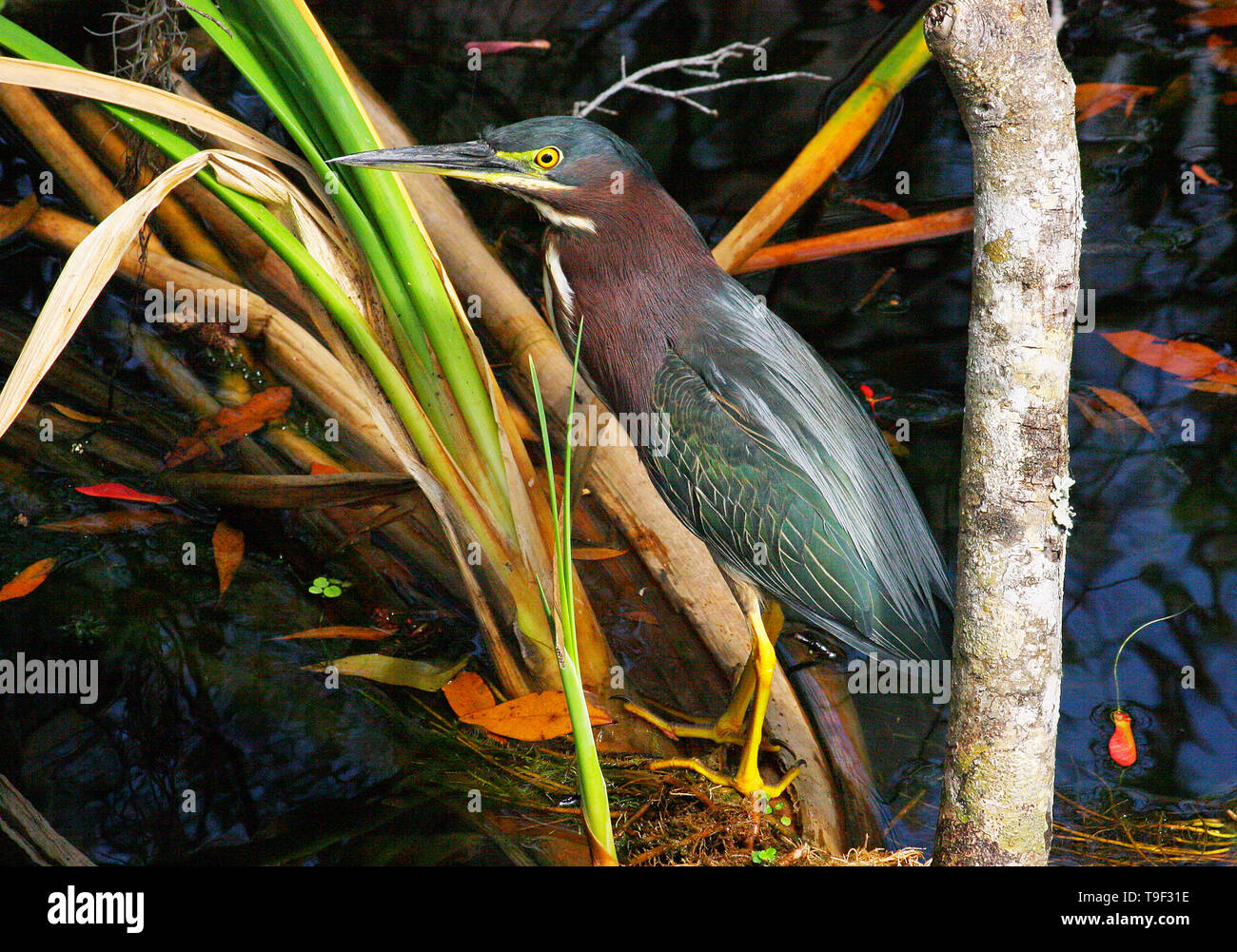 Le héron vert (Butorides virescens virescens) Banque D'Images