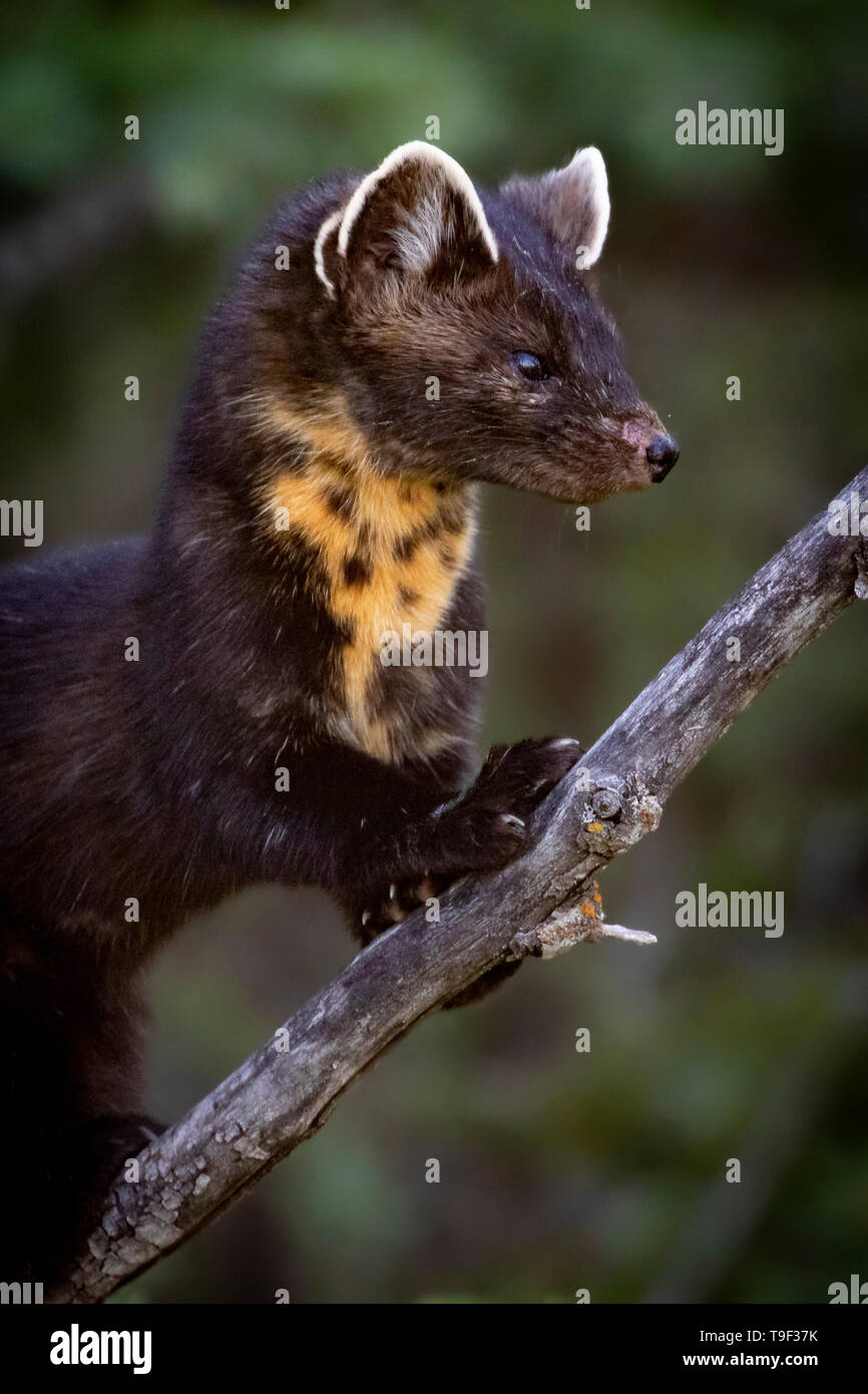 La martre d'Amérique, Martes americana, à Beauvais Lake Provincial Park, Alberta, Canada. Banque D'Images