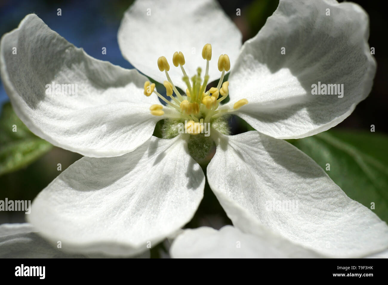 Branche de pommier, Malus sylvestris Banque D'Images