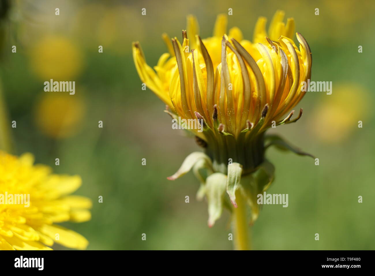 Fleurs de pissenlit Taraxacum officinale jaune . Contexte Le champ de pissenlits journée ensoleillée de printemps. Fleurs de pissenlit. Banque D'Images