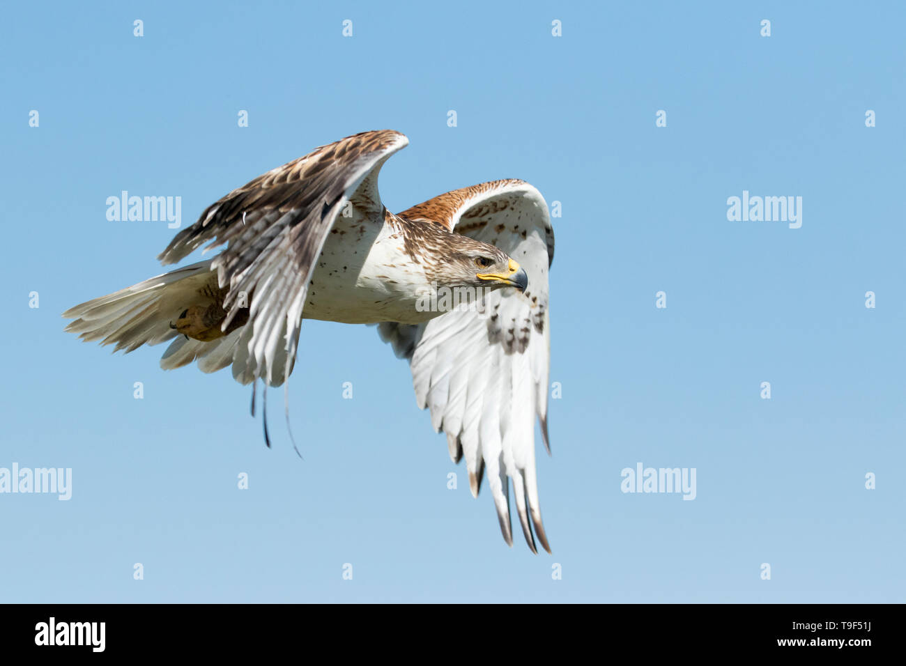 Buse rouilleuse, Buteo regalis, en vol près de Medicine Hat, Alberta, Canada. Banque D'Images