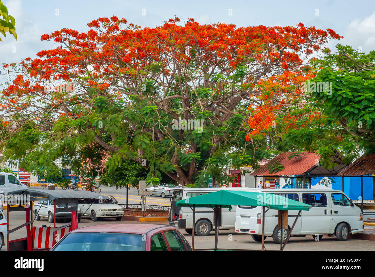 La ville mexicaine, avec Delonix regia arbre, avec des fleurs rouges, sur la péninsule du Yucatan Banque D'Images