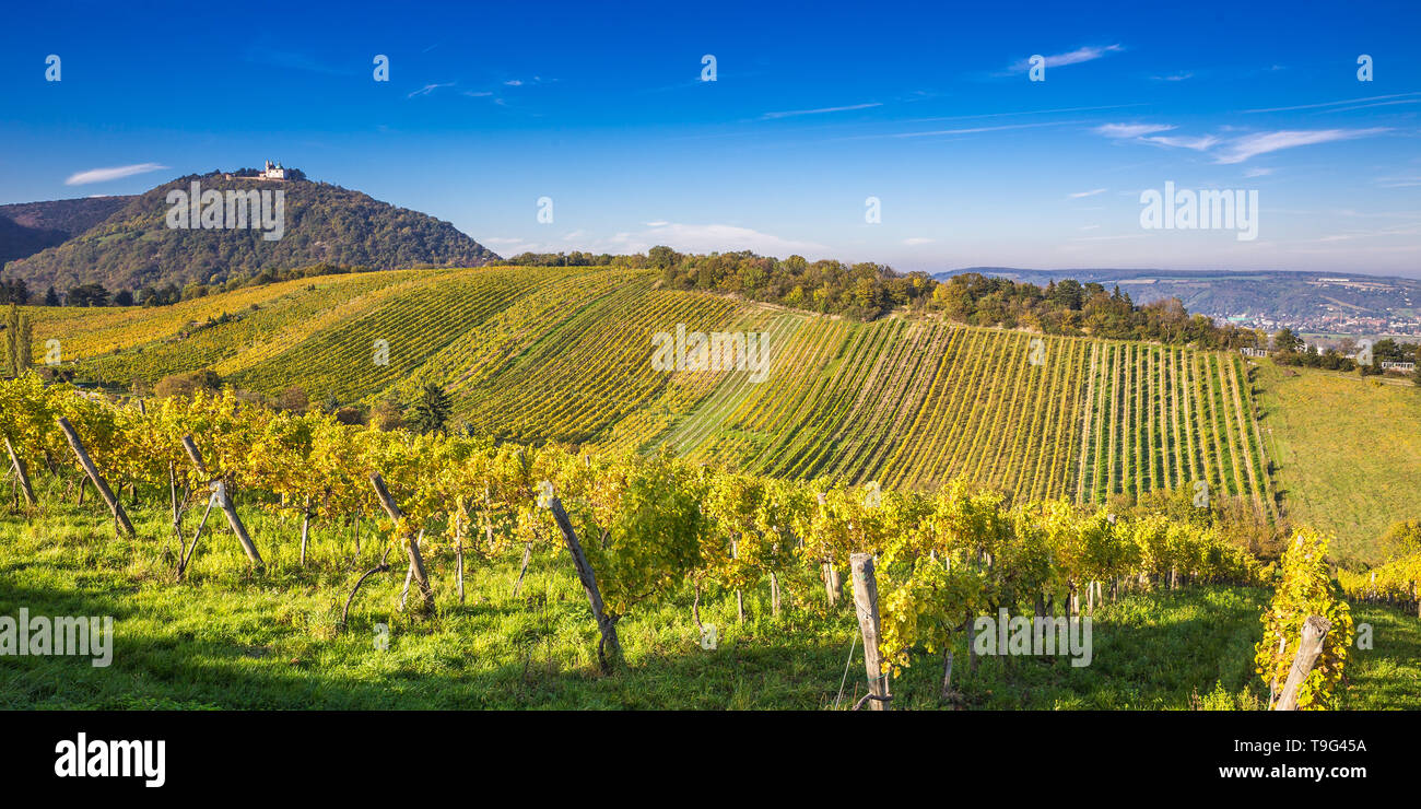 Région vin Kahlenberg Vienne, Autriche Banque D'Images