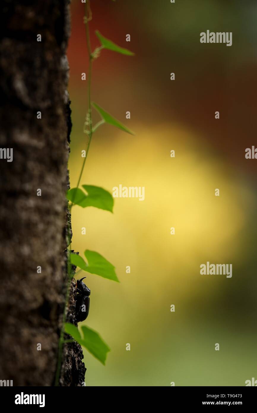 Rhino Cornu sur beatles avec des feuilles d'arbres dans la jungle à Sulawesi, Indonésie, macro,la photo en gros, l'île de Célèbes, l'arrière-plan flou, colorul background clair Banque D'Images