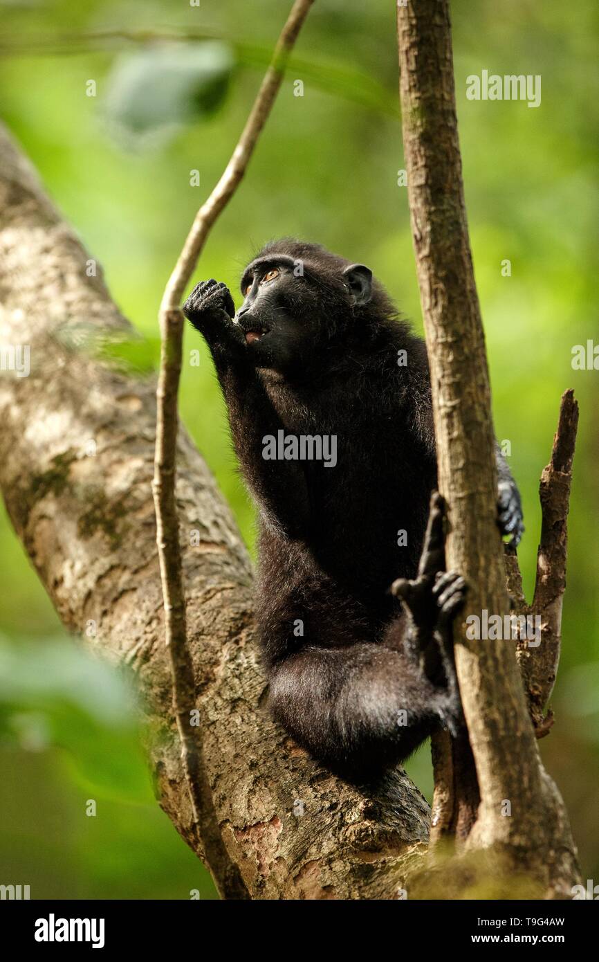 Les Célèbes crested macaque sur la branche de l'arborescence. Close up portrait. Macaque à crête noire endémique ou le singe noir. L'habitat naturel. Mammifères uniques Banque D'Images