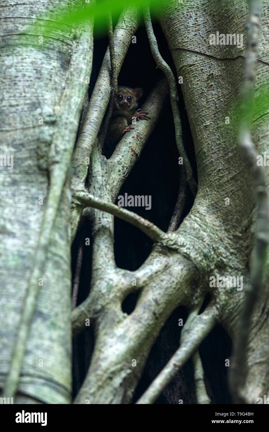 Tarsier Spectre, Tarsius spectrum, portrait des mammifères nocturnes endémiques rares, petit mignon primat dans de grands ficus en jungle, Tangkoko Pa National Banque D'Images