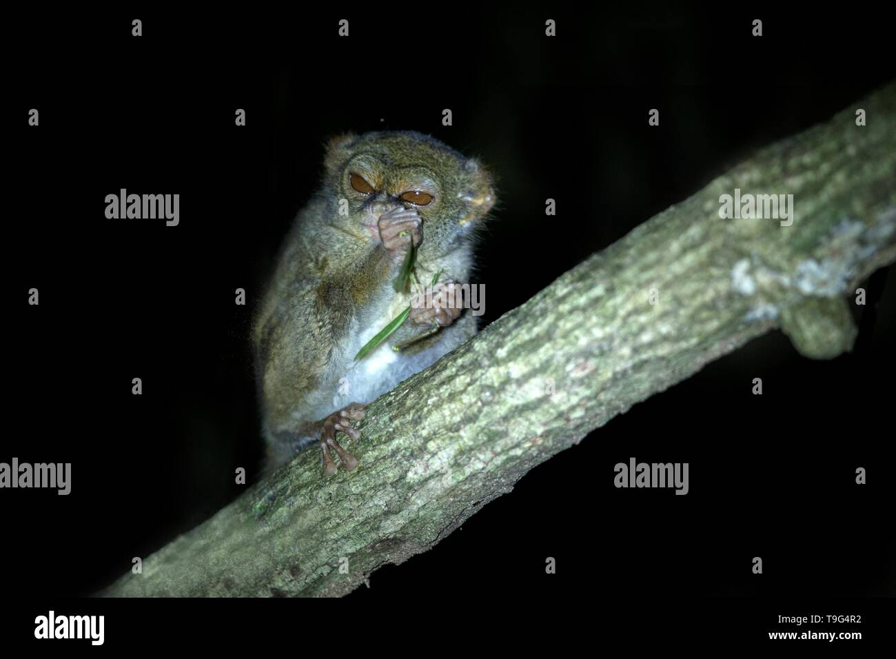 Tarsier Spectre, Tarsius spectrum, portrait des mammifères nocturnes endémiques rares, sauterelle manger petit mignon primat dans de grands ficus en jungle, Ta Banque D'Images