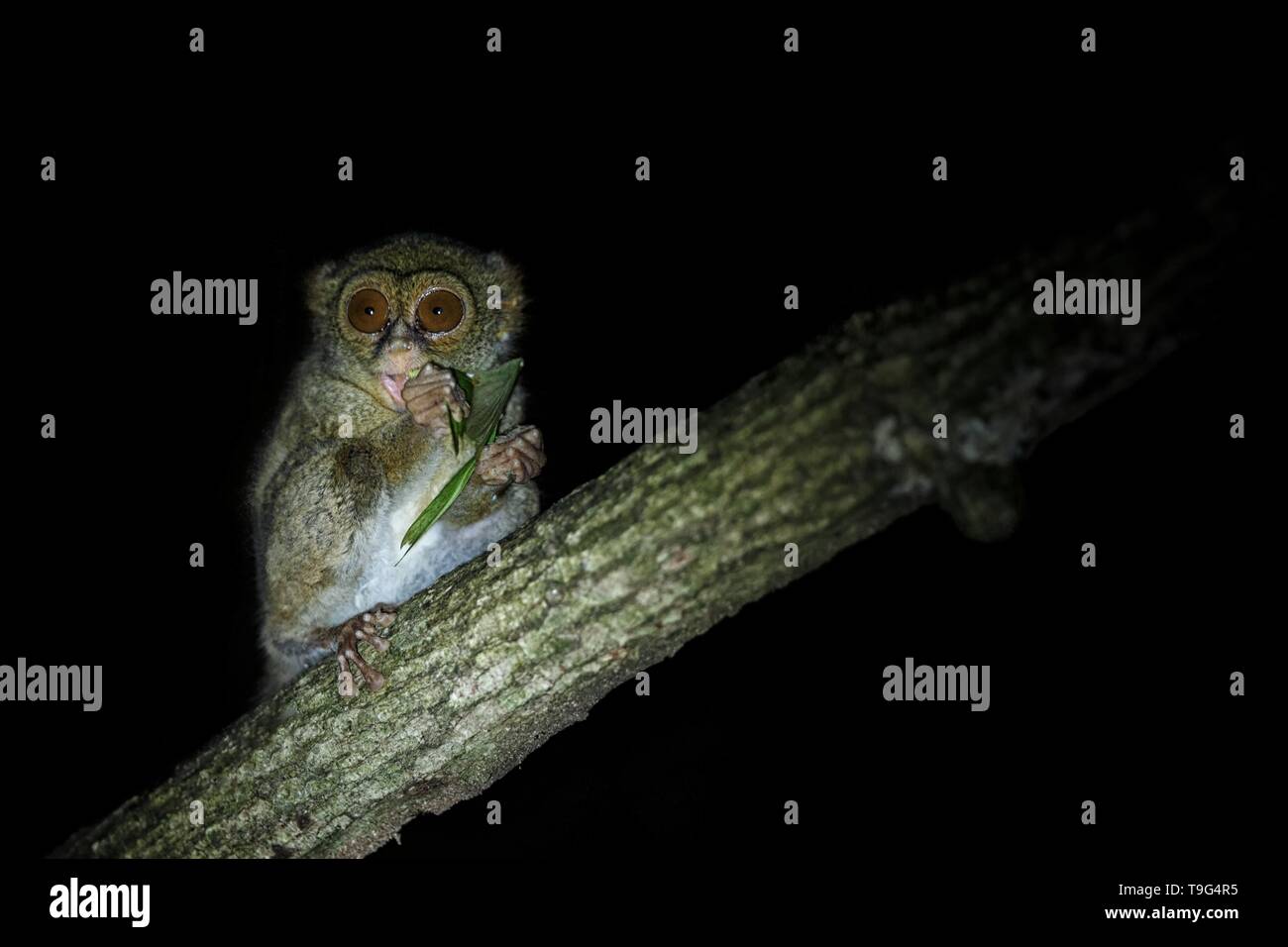 Tarsier Spectre, Tarsius spectrum, portrait des mammifères nocturnes endémiques rares, sauterelle manger petit mignon primat dans de grands ficus en jungle, Ta Banque D'Images