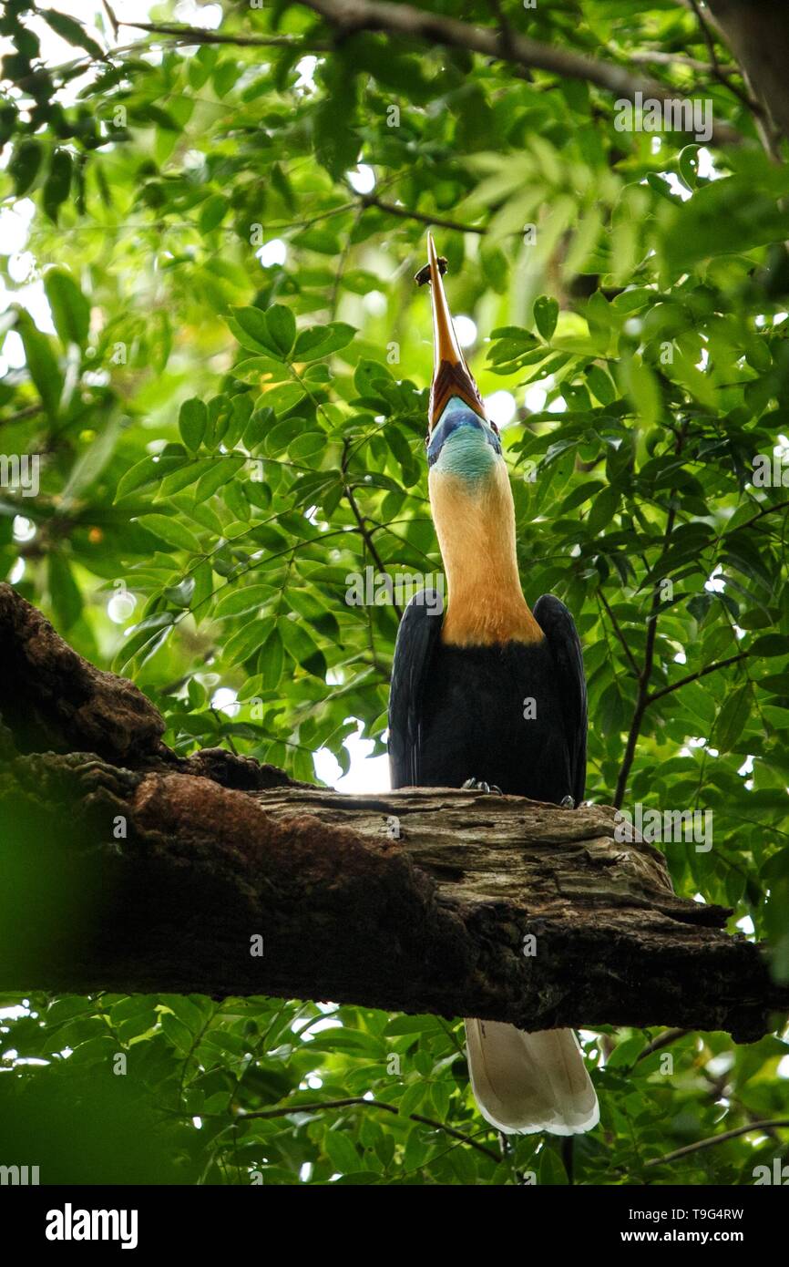 Aceros cassidix calao bulbés, nourris, paroi femelle sur le nid à un arbre haut.Le Parc National de Tangkoko, Sulawesi, Indonésie, typique du comportement des animaux, e Banque D'Images