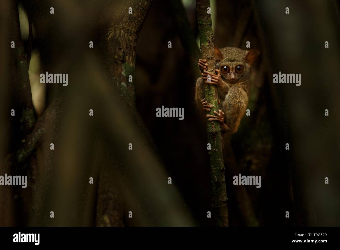 Tarsier Spectre, Tarsius, portrait des mammifères nocturnes endémiques rares essayant d'attraper et manger sauterelle, primate mignon dans de grands ficus arbre dans la jungle, Banque D'Images